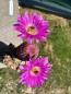 Preview: Echinocereus rigidissimus rubispinus